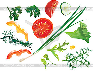 Set of colorful vegetables - tomato, corn, cucumber, - vector image