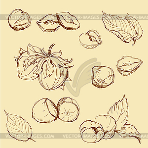 Set of highly detailed hazelnuts - vector clipart