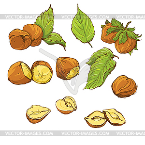 Set of highly detailed hazelnuts ba - vector image