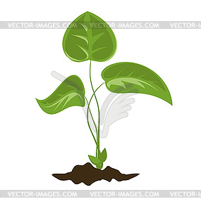 Sprout - vector clipart