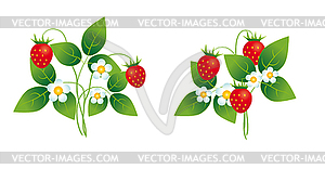 Strawberry bushes - vector clipart