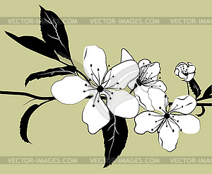 Flowering branch of cherry - vector clipart