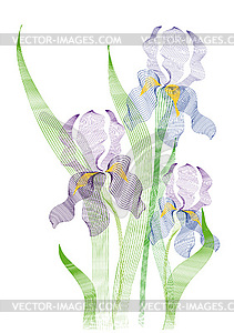 Blue Irises - vector clipart