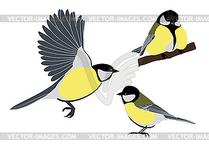 Titmouse - vector clipart