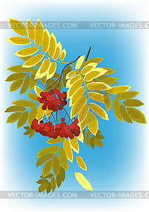 Rowan branch - vector image