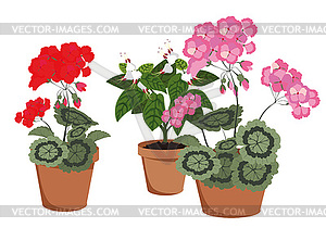 Flowering houseplants - vector clipart / vector image