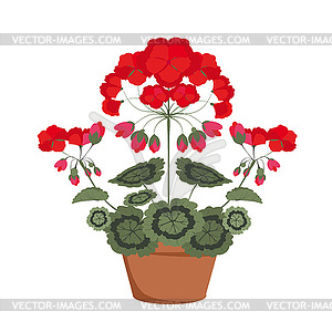 Pelargonium with red flowers - vector image