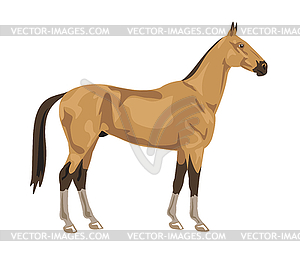 Akhal-Teke horse - vector clip art