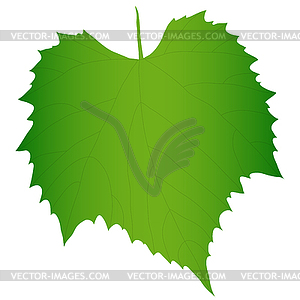 Green grape leaf - vector image