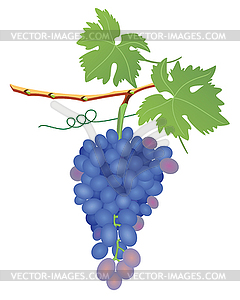 Кластеров винограда - векторизованное изображение