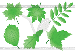 Green leaves - vector image