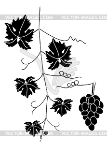 Виноградная лоза винограда и гроздь винограда - изображение в векторном формате
