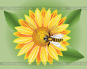 Sunflower - vector image