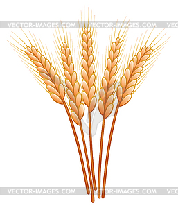 Wheat ears - vector clipart