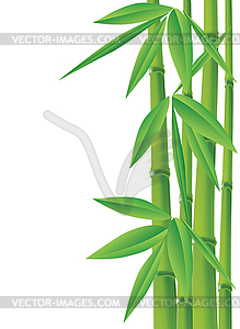 Bamboo, vector - vector image