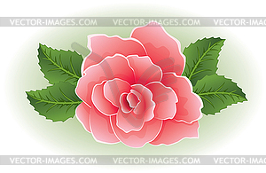 Rose  - vector clipart