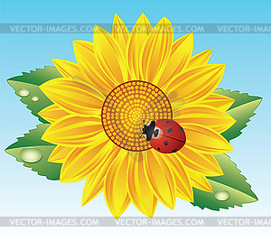 Sunflower and ladybird - vector clip art