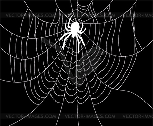 Spider and web  - vector clipart