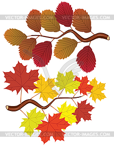 Fall leaves - vector clipart