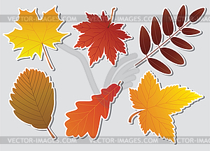 Fall leaves  - color vector clipart