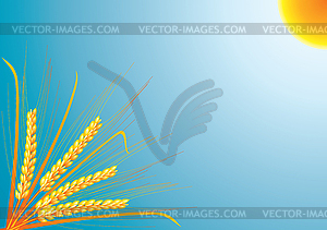 Wheat ears  - vector EPS clipart