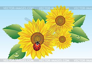 Sunflowers  - color vector clipart