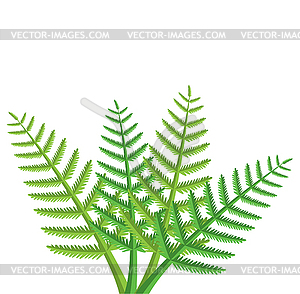Vector  fern leaves - vector clipart