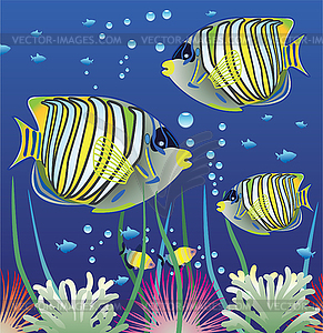 Vector aquarium and  fishes - vector image