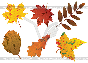 Vector  fall leaves - vector image