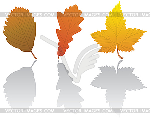 Vector fall leaves - vector clipart