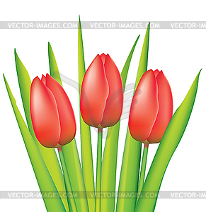 Red tulips - vector clip art