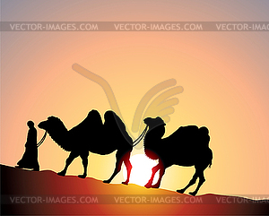 Vector camels and bedouin - vector image