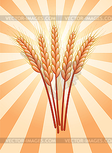 Vector wheat ears  - vector clipart