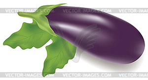 Eggplant - vector clipart