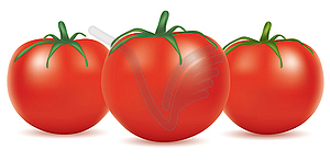 Tomatoes - vector clipart