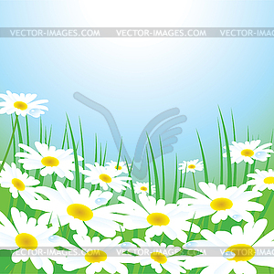 Chamomiles - vector clip art