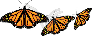 Colorful butterflies - vector EPS clipart