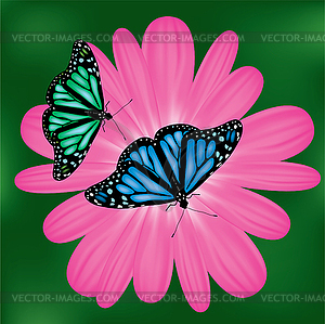 Butterflies on pink flower - vector clip art