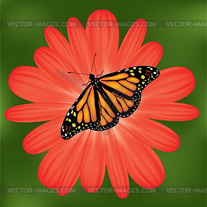 Butterfly on red flower - vector image