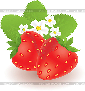 Strawberries with leaves and flowers - vector clip art