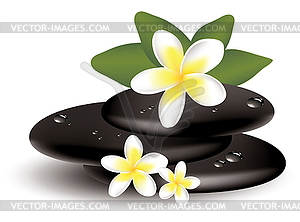 Frangipani flowers and wet stones - vector clip art