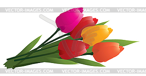 Bunch of tulips - vector image