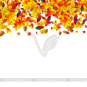 Autumn leaves scattered background. Oak, maple and - vector image