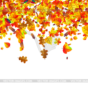 Autumn leaves scattered background. Oak, maple and - vector image