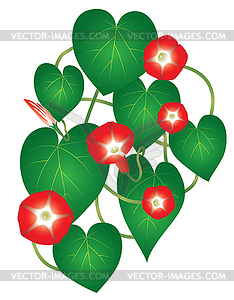 Ipomoea red star flower - vector clipart