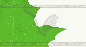 Maple leaf - vector clipart