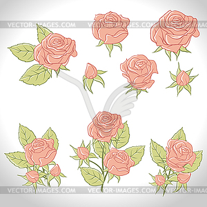 Big set of beautiful colored roses.  - vector clip art