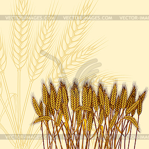 Background with ripe yellow wheat ears,  - vector clipart