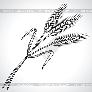 Ripe black wheat ears ,  - vector image