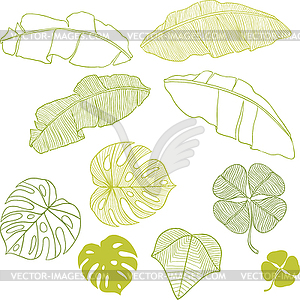 Set of different leaves.  - vector clipart